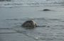 Nic - 146 * Grace shared her photos from the daytime scouting of La Flor wildlife refuge where thousands of Olive Ridley turtles came onshore to lay their eggs above the high tide line.